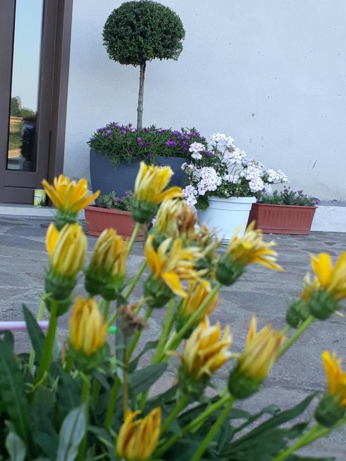 Il Faggio 17 B&B Artena Exteriör bild